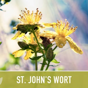 St. John's Wort Herb Seeds - Heirloom Medicinal Plant, Open Pollinated image 11