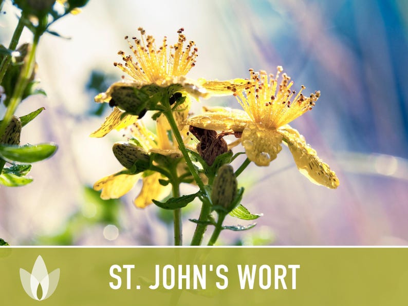 St. John's Wort Herb Seeds - Heirloom Medicinal Plant, Open Pollinated image 11