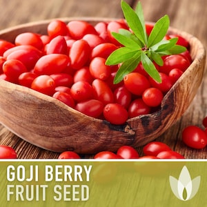 Goji Berry Seeds - Heirloom Seeds, Chinese Wolfberry, Traditional Medicinal Plant, Superfood, Lycium Chinense, Open Pollinated, Non-GMO