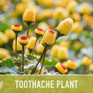 Toothache Plant Seeds | 50+ Seeds, Heirloom Medicinal Herb, Electric Daisy, Spilanthes Oleracea image 4