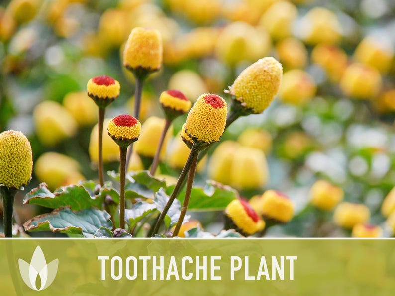 Toothache Plant Seeds | 50+ Seeds, Heirloom Medicinal Herb, Electric Daisy, Spilanthes Oleracea image 4