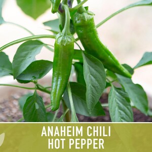 Anaheim Chili Seeds | 25+ Seeds, Heirloom, Mild Flavor, Versatile Use | Capsicum annuum image 7