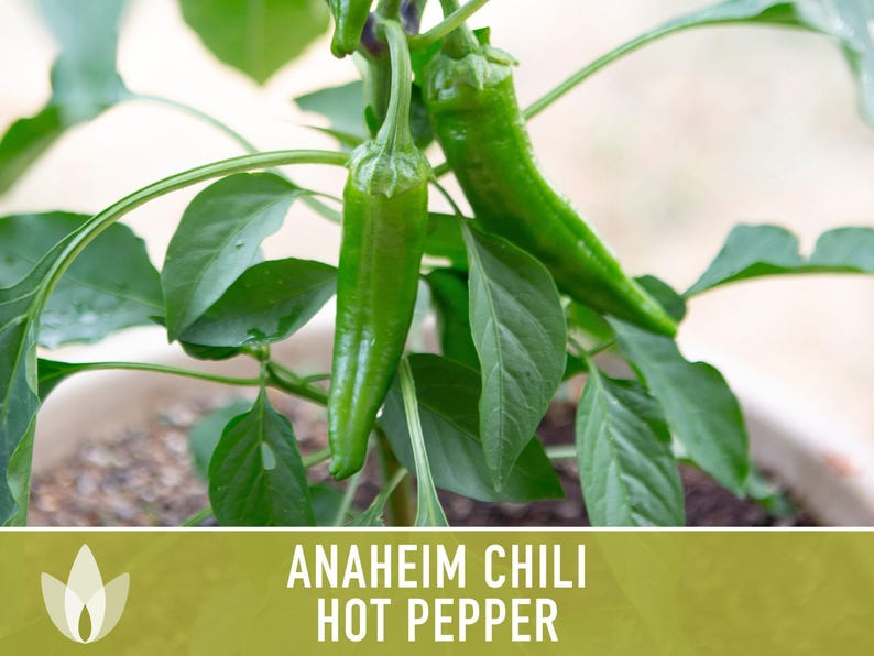 Anaheim Chili Seeds | 25+ Seeds, Heirloom, Mild Flavor, Versatile Use | Capsicum annuum image 7