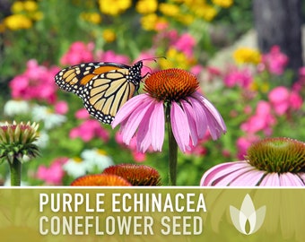 Echinacea, Purple Coneflower Heirloom Seeds, Flower Seeds, Wildflower, Native Seeds