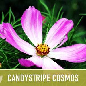 Candystripe Cosmos Flower Seeds - Heirloom, Non-GMO image 8