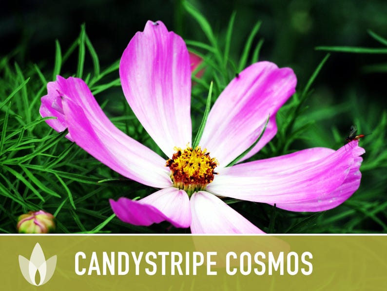 Candystripe Cosmos Flower Seeds - Heirloom, Non-GMO image 8