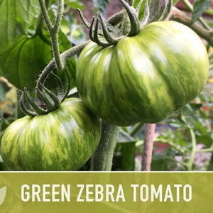 Green Zebra Tomato Seeds Heirloom, Indeterminate, Open Pollinated, Non-GMO image 3