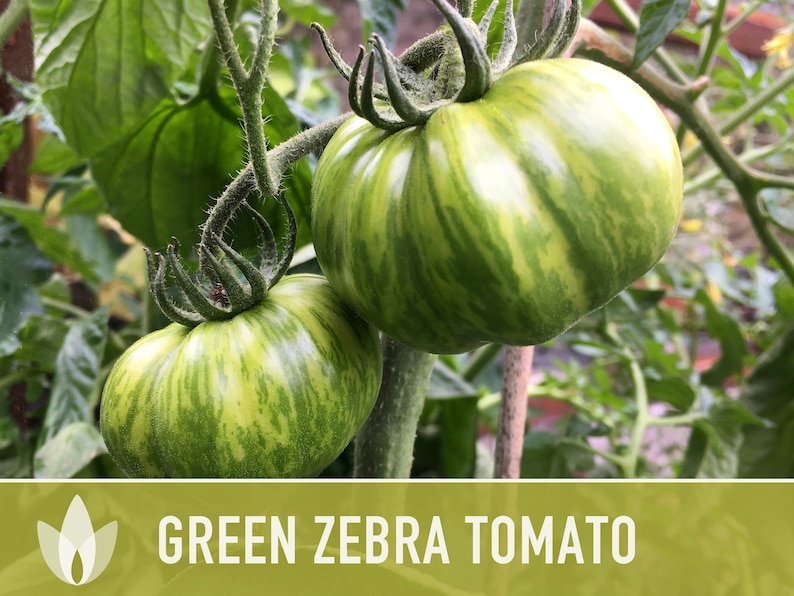 Green Zebra Tomato Seeds Heirloom, Indeterminate, Open Pollinated, Non-GMO image 3