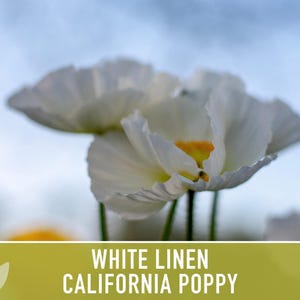 White Linen California Poppy Seeds – Creamy White Flowers image 6