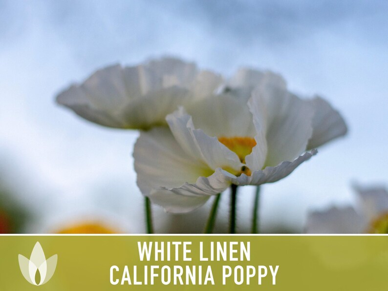 White Linen California Poppy Seeds – Creamy White Flowers image 6