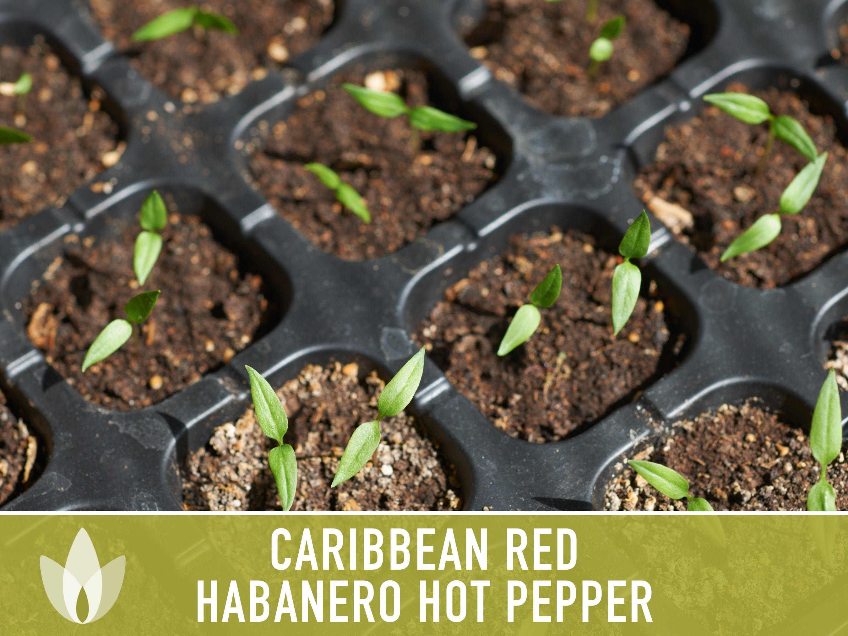 Caribbean Red Habanero Pepper Heirloom Seeds - Etsy Israel