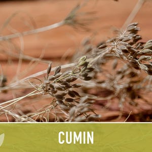 Cumin Herb Heirloom Seeds afbeelding 9