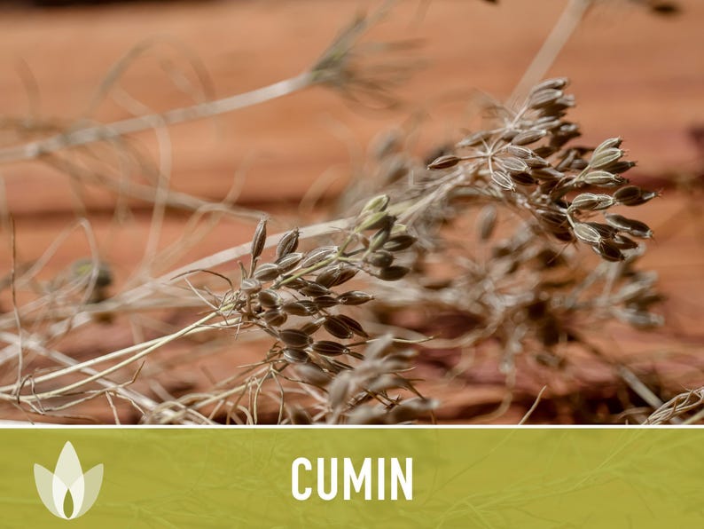 Cumin Herb Heirloom Seeds afbeelding 9