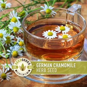 A glass of tea with white chamomile flowers floating in it, placed on a wooden surface.