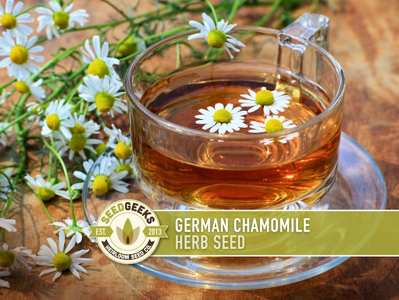 A glass of tea with white chamomile flowers floating in it, placed on a wooden surface.