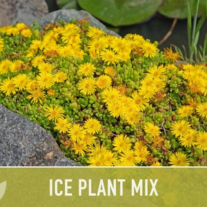 Ice Plant Flower Seeds – Rainbow Mix, Ground Cover, 150 Non-GMO Seeds image 9