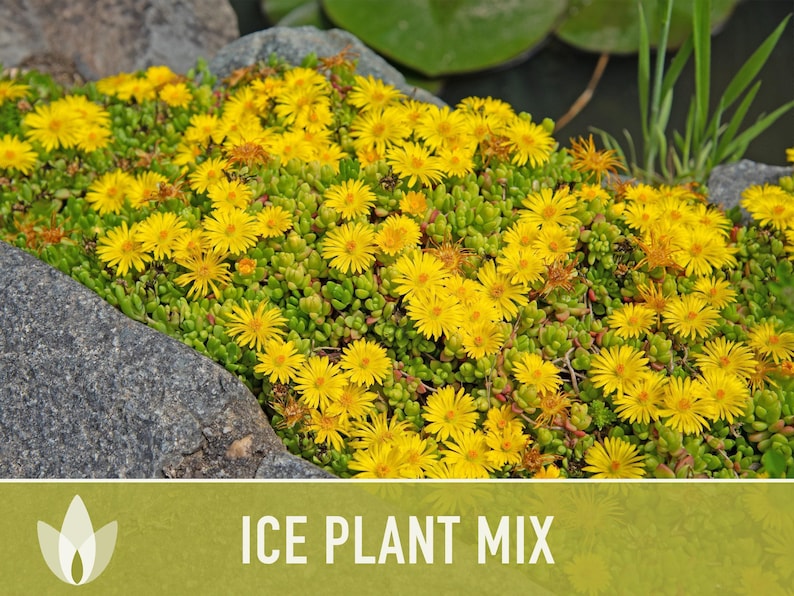 Ice Plant Flower Seeds – Rainbow Mix, Ground Cover, 150 Non-GMO Seeds image 9