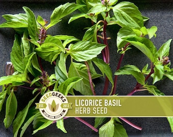 Licorice Basil Seeds – Heirloom Anise Thai Culinary Herb