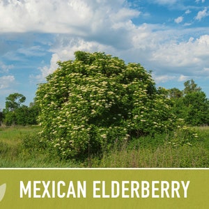 Mexican Elderberry Seeds - Heirloom Seeds, Sambucus Mexicana, Tapiro ...