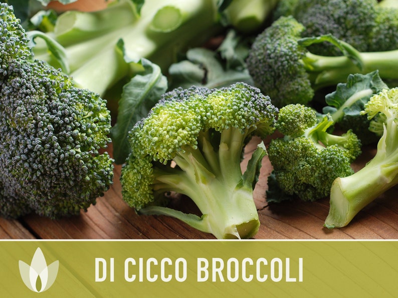 Di Cicco Broccoli Seeds Heirloom, Organic, Non-GMO image 4