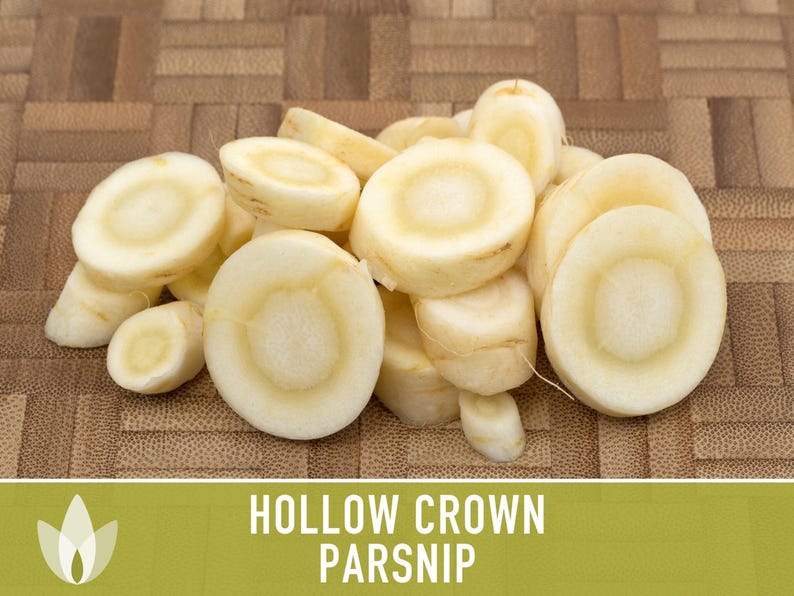 Hollow Crown Parsnip Heirloom Seeds - Non-GMO, Open Pollinated, Untreated, Root Vegetables, Fall Garden image 11