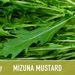Mizuna Mustard Greens Heirloom Seeds image 2