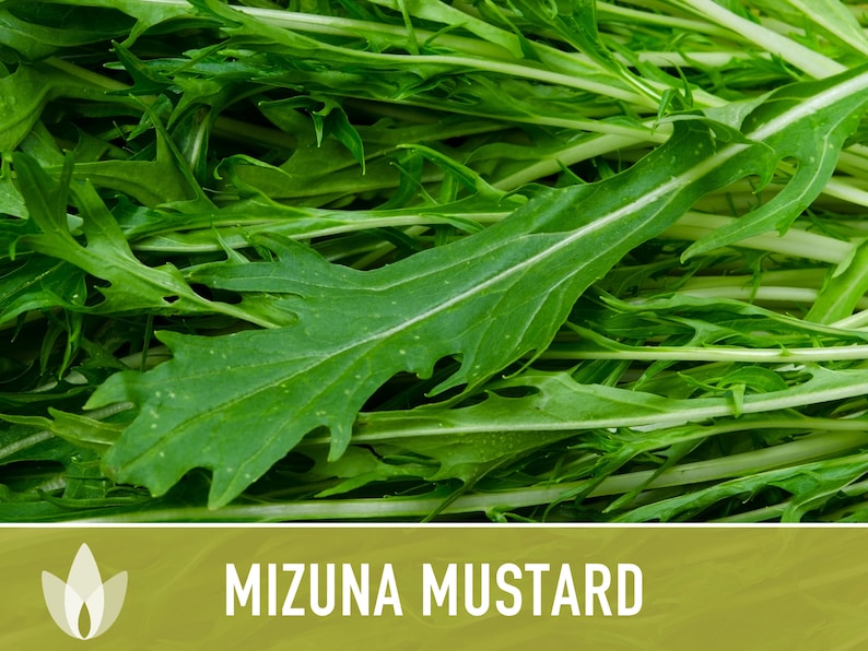 Mizuna Mustard Greens Heirloom Seeds image 2