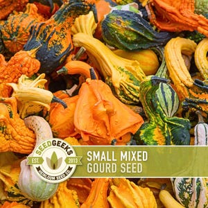 May include: A vibrant assortment of small, mixed gourds in various shapes and colors, including orange, yellow, green, and black. The image features a variety of textures and sizes, with a banner that reads "SMALL MIXED GOURD SEED" and the Seed Geeks logo.