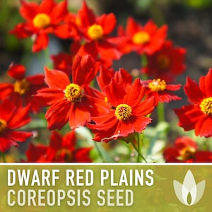 Dwarf Red Plains Coreopsis Flower Seeds - Heirloom Seeds, Native Seeds, Pollinator Garden, Open Pollinated, Non-GMO