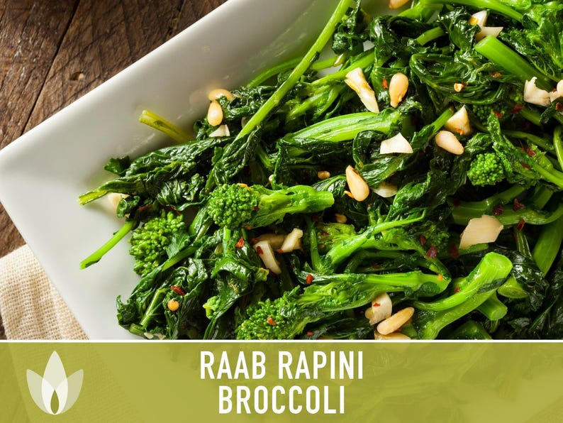 Broccoli Raab Rapini Heirloom Seeds image 10