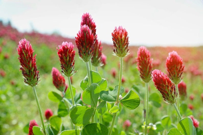 Crimson Clover Cover Crop Microgreens Heirloom Seeds Etsy