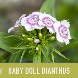 Baby Doll Dianthus Flower Seeds Heirloom Seeds, Chinese Pinks, Edible Flower Seeds, Ground Cover, Open Pollinated, Non-GMO image 6