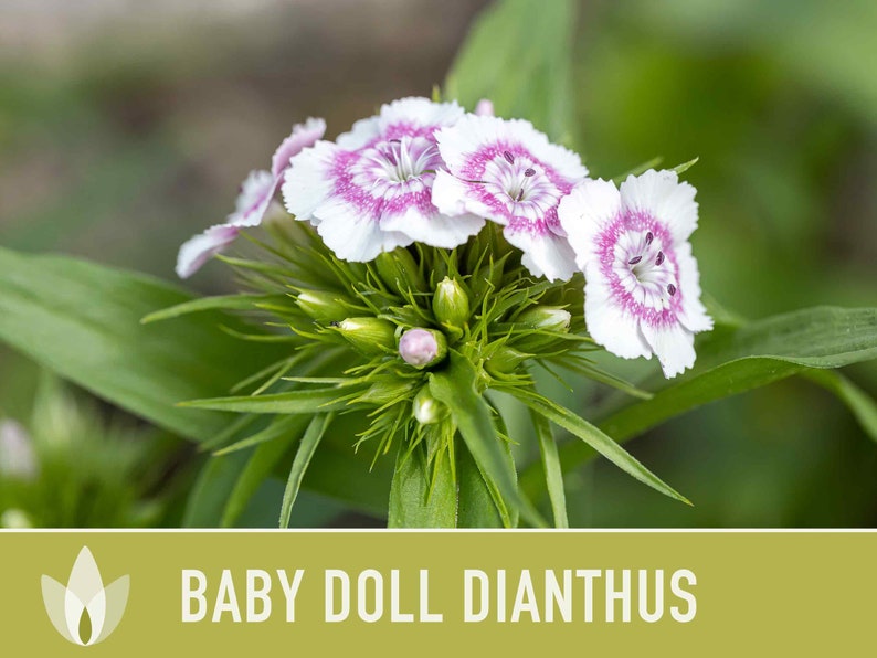 Baby Doll Dianthus Flower Seeds Heirloom Seeds, Chinese Pinks, Edible Flower Seeds, Ground Cover, Open Pollinated, Non-GMO image 6