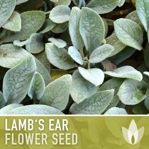 Lamb's Ear Flower Seeds – Heirloom Stachys Byzantina, Pollinator Friendly afbeelding 5