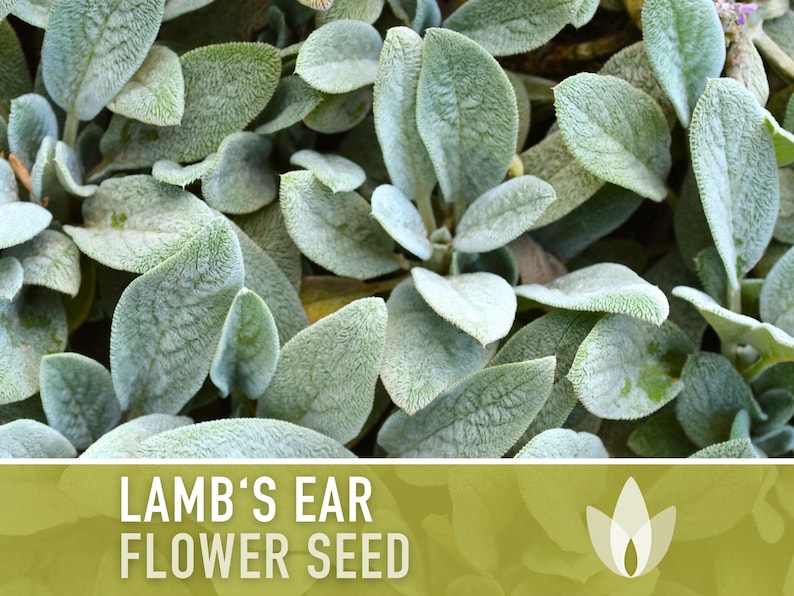 Lamb's Ear Flower Seeds – Heirloom Stachys Byzantina, Pollinator Friendly afbeelding 5