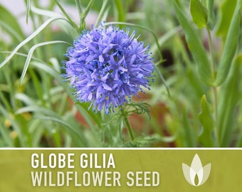 Globe Gilia Heirloom Seeds, Flower Seeds, Native Wildflower
