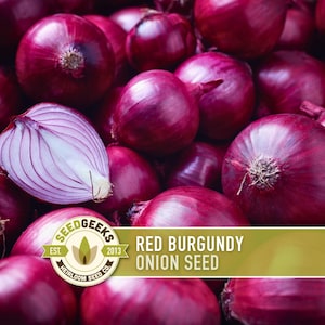 May include: A close-up of Red Burgundy onion seeds. The image shows a pile of whole, deep red onions, with one cut open to reveal its white and purple interior. The text "Red Burgundy Onion Seed" is displayed on a green banner.