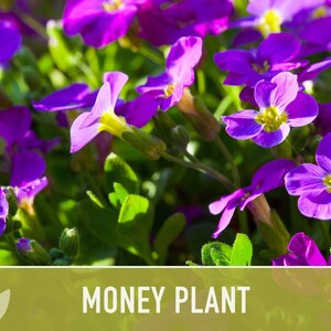 Money Plant Seeds – Heirloom Lunaria, Cut Flowers, Pollinator Garden zdjęcie 5