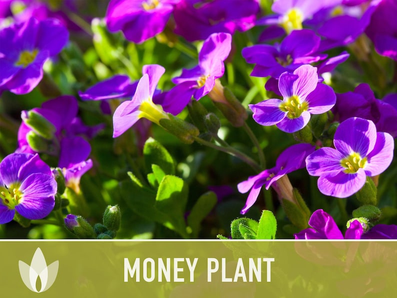 Money Plant Seeds – Heirloom Lunaria, Cut Flowers, Pollinator Garden zdjęcie 5