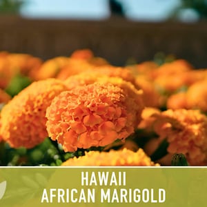 African Marigold Seeds | 200+ Seeds, Bright Orange Blooms, Heirloom, Pollinator Attractant | Tagetes erecta image 7