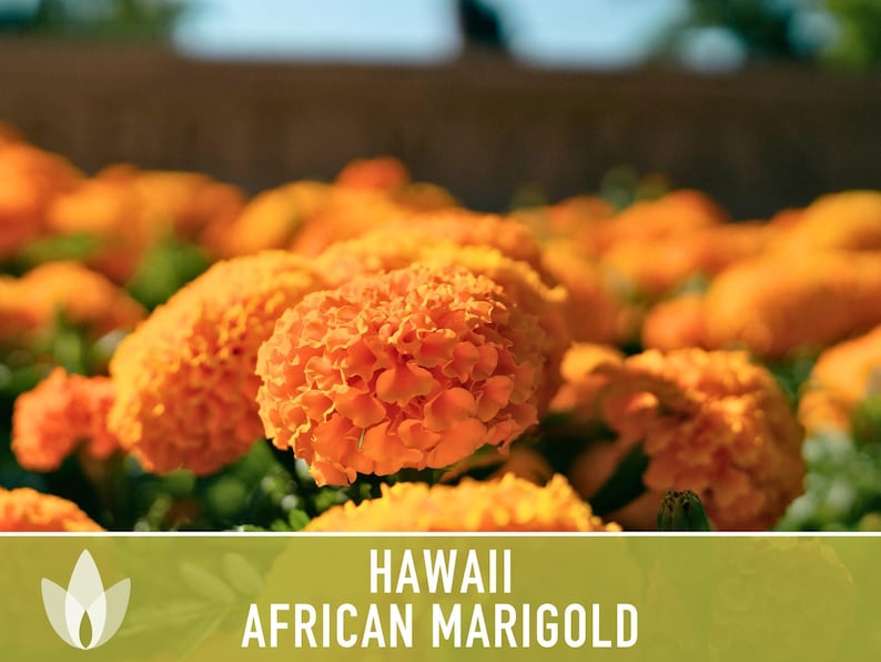 African Marigold Seeds | 200+ Seeds, Bright Orange Blooms, Heirloom, Pollinator Attractant | Tagetes erecta image 7