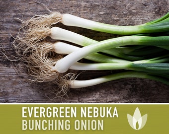 Evergreen Nebuka Bunching Onion Heirloom Seeds - Scallions, Green Onions, Japanese Onion