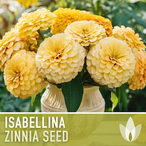 Zinnia, Isabellina Flower Seeds - 100 Heirloom Seeds, Buttery Yellow, Cut Flowers, Pollinator Garden, Seed Packets, Open Pollinated, Non-GMO