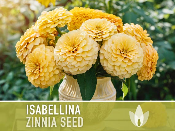 Isabellina Zinnia Seeds, Buttery Yellow Heirloom Flower, 100+ Open Pollinated Seeds