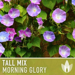 Morning Glory Tall Mix Heirloom Seeds, Ipomoea Purpurea image 4