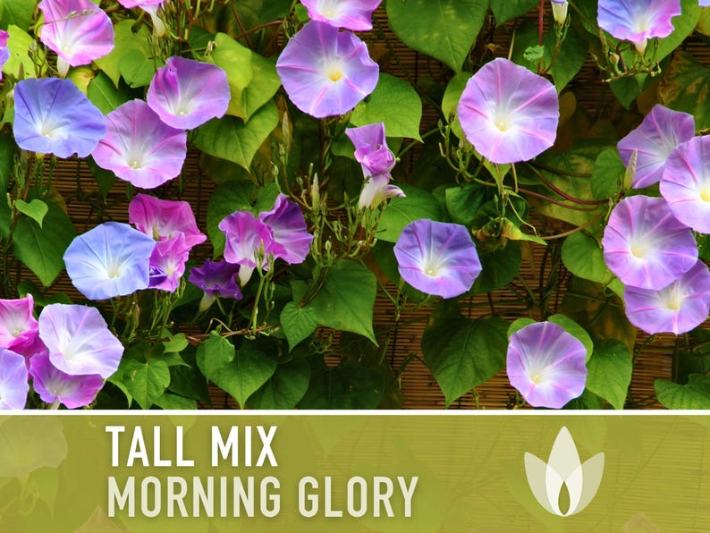 Morning Glory Tall Mix Heirloom Seeds, Ipomoea Purpurea image 4