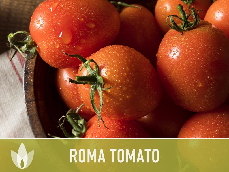 Roma Tomato Heirloom Seeds Paste Tomato Canning Tomato Etsy