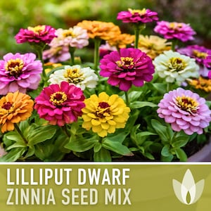 Zinnia (Dwarf), Lilliput Mix Heirloom Seeds - Flower Seeds, Flower Mix, Dwarf Flowers, Mixed Zinnia