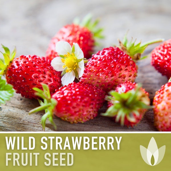 Wild Strawberry Seeds - Heirloom Seeds, Woodland Strawberry, Alpine Strawberry, Medicinal Plant, Open Pollinated, Non-GMO