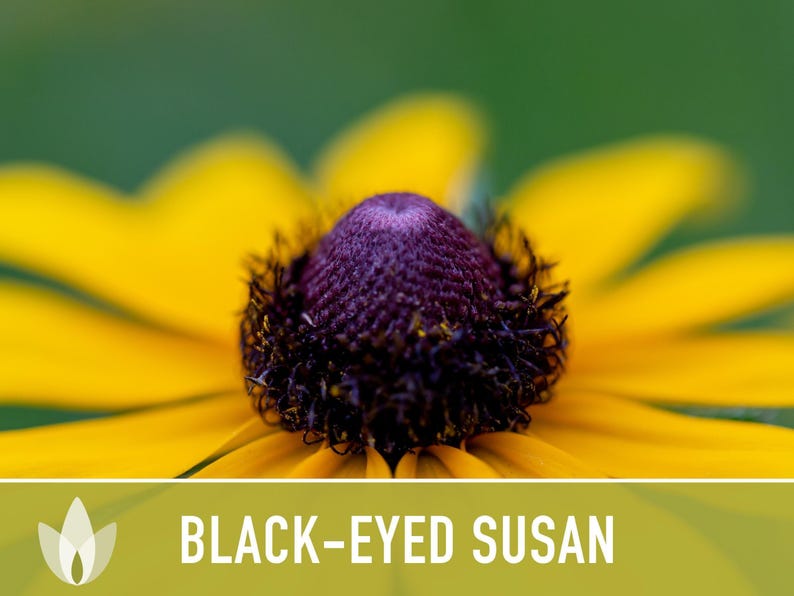 SeedGeeks Black-Eyed Susan Flower Seeds - Thumbnail 2